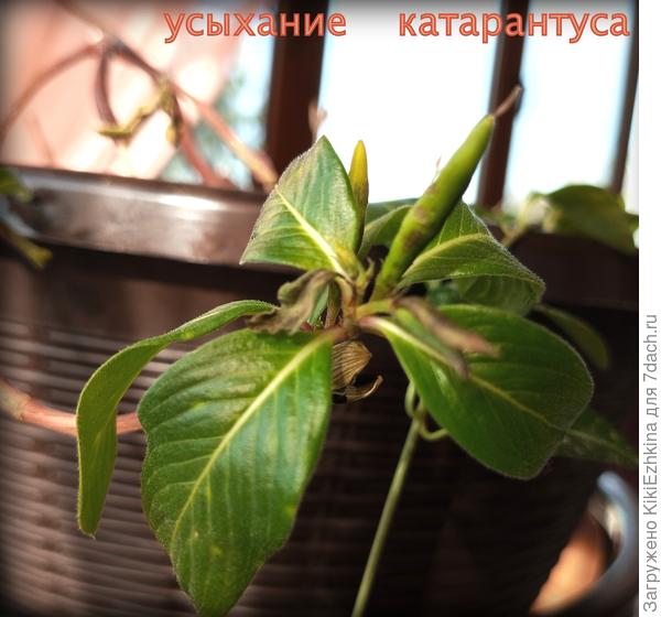 нежные  верхние листики  стали усыхать...