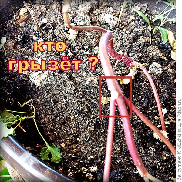 Какой вредитель может  столь целенаправленно перегрызать часть стебля?