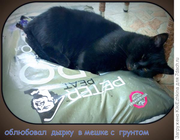 Между  прочим  на  полную его беззаботность  можно не обращать внимания, на самом  деле он у нас   СПАРТАНЕЦ, т.к живёт круглый год на улице: мы  ему будку  сухую соорудили и тёплого всякого туда набросали (тряпочки), но ,как видите,  он у нас  гурман:  решил на торфяном грунте  погреться!