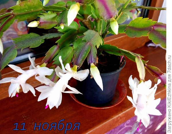 Самый первый горшочек  зацвёл в этом году накануне Дня Милиции!