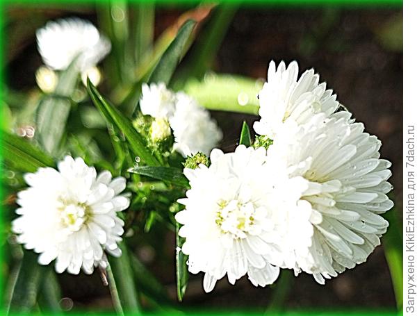 Сорт Монблан через два года выдал огромный  пышный куст и развалился, в итоге я его разделила ( пока разрастается)...