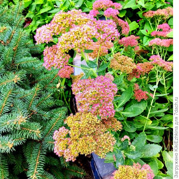 Этот сорт Очитка Видного и размножается и  растёт и цветёт  в  нашем саду как у себя дома... А вот  всё  что я сеяла и выращивала из купленных семян-  не выживает в условиях моего сада...