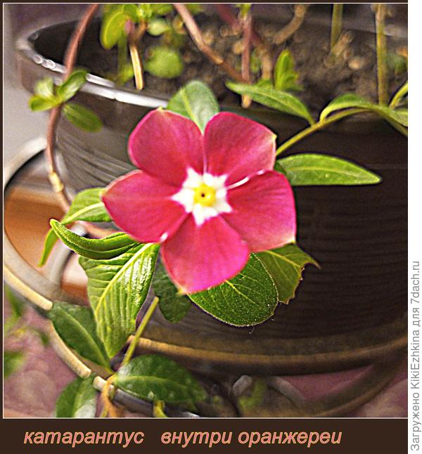 Похоже именно вот этот из трёх сортов  у меня и направился в  сторону  погибели... Фото 24 октября...