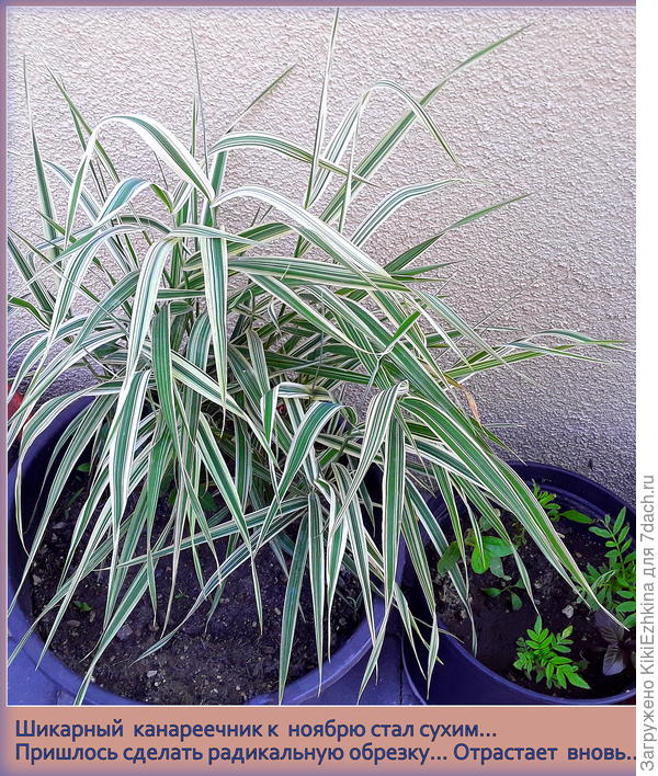 В ноябре пришлось всю сухую шевелюру срезать.