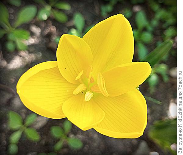 Цветение  Штернбергии от 27  сентября в моём саду!