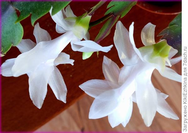 Через 2 дня  присоединился второй горшок...