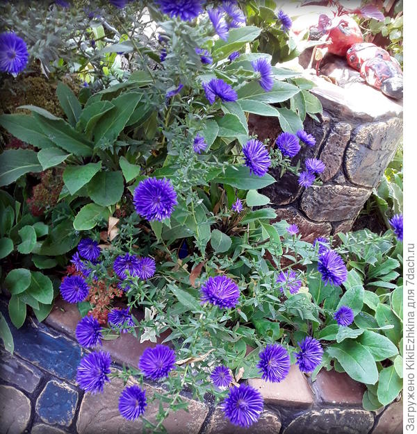 Эту Новобельгийскую астру  так же  купили  как шарообразную мультифлору, сейчас растёт у меня в саду большими  кустами...