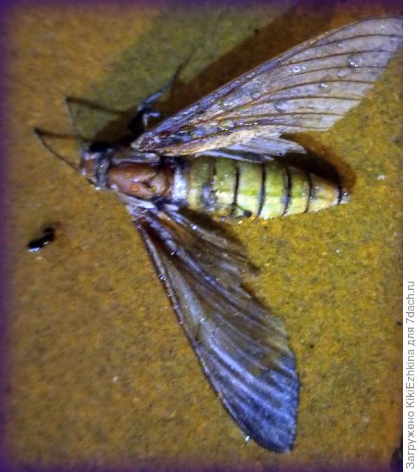 Я предполагала,что эта бабочка у меня - Бражник...