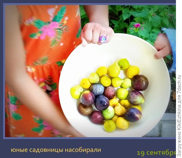 Сезон  урожая  идёт на спад... Разные сорта  инжира...