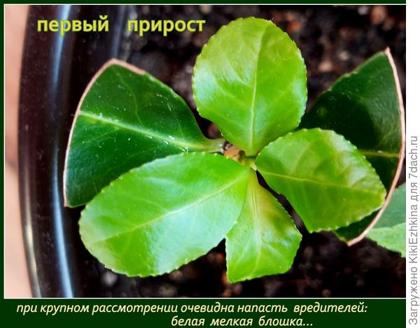 Несмотря на  двухкратную обработку Асептолином, я всё-таки вижу- вредитель уцелел...
