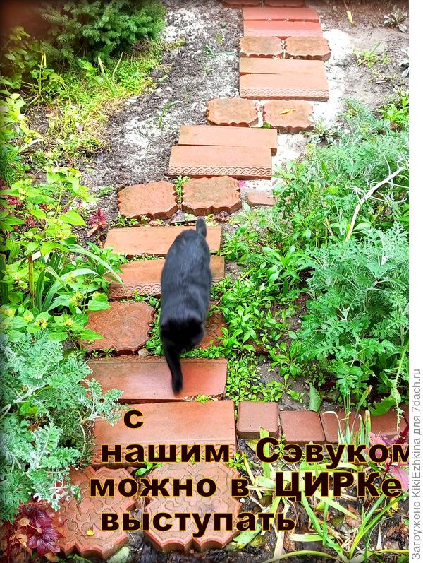 Удивил меня  наш кот своей линией, по которой он решил  пройти. Как я поняла его логику: решил идти по чистой  плитке (вместо прямой линии по грунту) , при этом выбрал-кратчайший  маршрут!