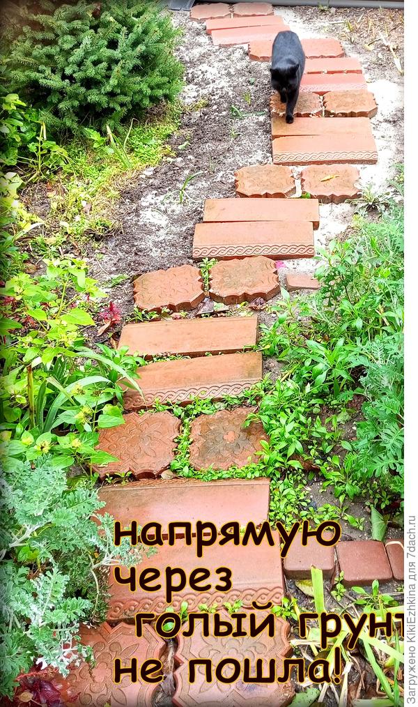 Решила  зафиксировать это  кошачье  ДЕФИЛЕ  и не пожалела...