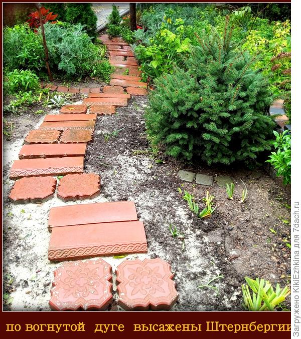 После укладки плитки я решила проложить   вдоль изгиба строчку  жёлтых осенних крокусов...