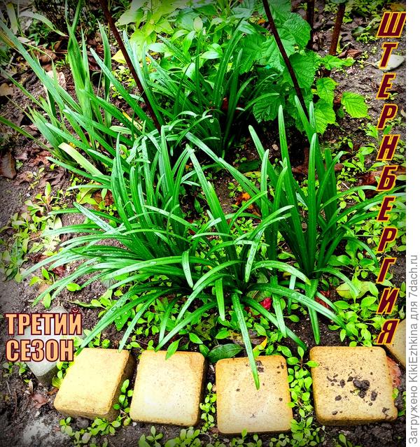 Самые  первые   поселенцы Крокусов жёлтых в нашем саду...  Эти  тут  растут уже  третью  осень...