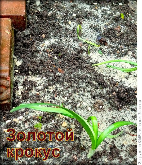 Надеюсь когда отрастёт ботва такое обрамление дорожки будет   выглядеть симпатично...