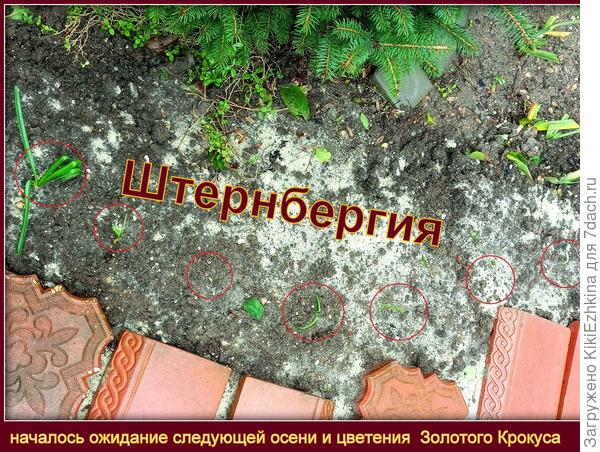 Весь проект  возник из-за того,что после высадки  на улице вдоль тротуара луковиц Крокусов,  рассадный   материал всё никак не кончался. Подумала,что остатки можно высадить вокруг ёлочки- вот так и пришло в голову передвинуть сначала дорожку и уже потом  совершить посадку Штернбергии...