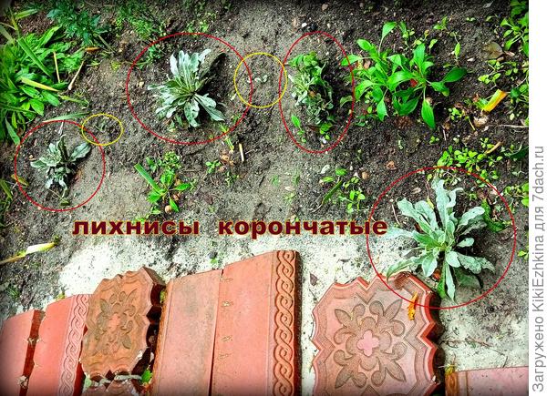 4 кустика  взрослых Лихнисов, и несколько мелких ростков- пока не укоренившихся. Надеюсь и они   встанут в ряд  взрослых  Лихнисов как полноценные сотоварищи...  Посмотрим как  будет протекать цветение в следующем году...