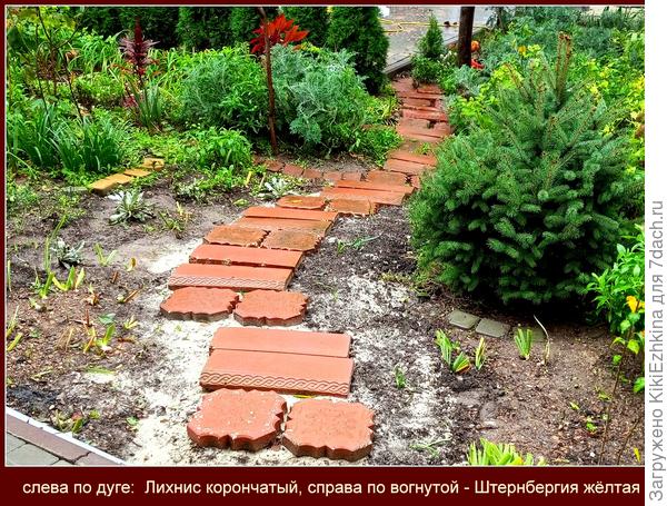 На следующий  сезон, надеюсь эта зона тропинки внутри сада будет отмечена двумя противоположными линиями в виде дуги :  слева-Лихнисы, справа- Штернбергии