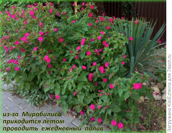 Вот  как выглядит моё зазаборье   со стороны  улицы...  там  неподалёку и растут на бетоне мои Очитки Отклонённые...