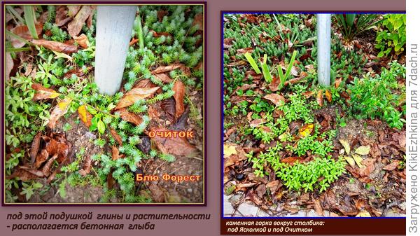 Вот этот сорт  Очитка действительно неприхотлив! Главное-  дать почву и поливать... Как видите- хорошо разрастается...  Осенью- среди  листвы немного  потерялся, а летом- вся  полянка зелёненькая  пышненькая  стоит...