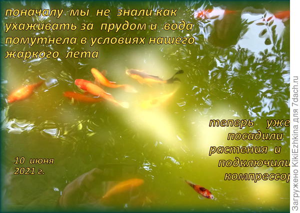 Наши  весьма  терпеливые   карасики из Серебряного  карася, выведены  в Китае...