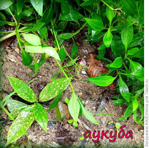 Моя  малышка  Аукуба, как видим, с  момента высадки- прижилась и благоденствует!
