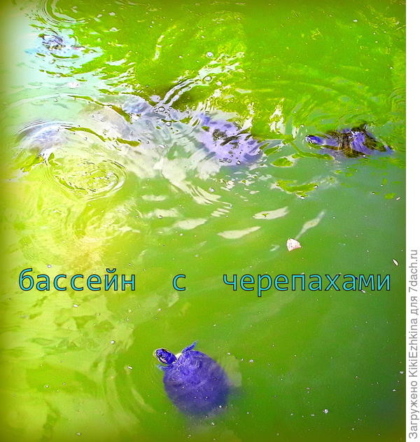 Любуйтесь кишащими в бассейне Тортиллами...  :)