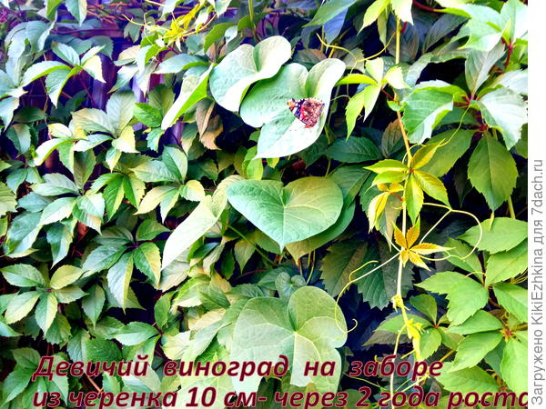 Я его посадила в 2019 году...  К данному  моменту  уже  успела заметить его агрессивность и приходится его плети поднимать и  убирать, которые он распускает вглубь сада от забора, куда он был строго определён!