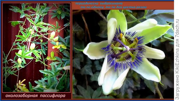 Вроде бы всё нормально, поливы я  регулярно делаю,   солнышка на этом  месте ей  хватает, несмотря на соседство других раскидистых растений... Инжир и плетистая роза- конкурируют за  пространство...  Однако не понимаю,что это остаётся  на  лианах после  цветения?  Бутоны-не бутоны...  Не понимаю,что же это?