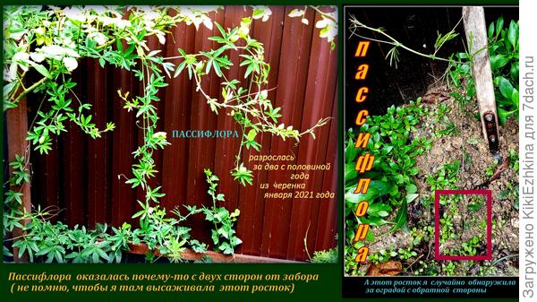 Думаете  это она действительно пробралась под забором и вылезла в стороне  на 50 см от него  или я  просто забыла,что  вырастила и  высадила  второй росток? Вот это у меня  ребус получился!