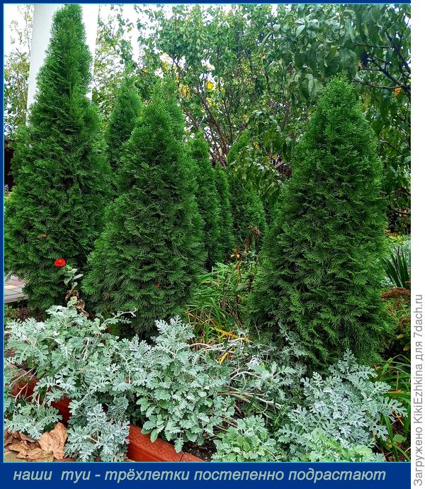 За их  выживание  борюсь как могу, но это непросто!