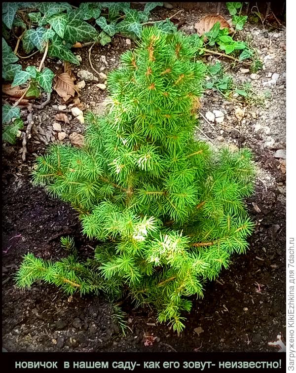 А эту непонятную мохнатую ёлочку в  горшке принесла летом дочь из магазина, долго обдумывали  куда её  посадить- в итоге на высокую террасу высадили под сень  взрослого уже ореха;  теперь   посмотрим как перезимует и как перенесёт нашу вечно проблемную бесполивочную и засушливую   весну...