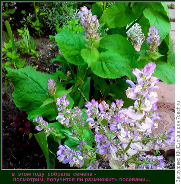 Этот сорт у меня в саду  залётный...