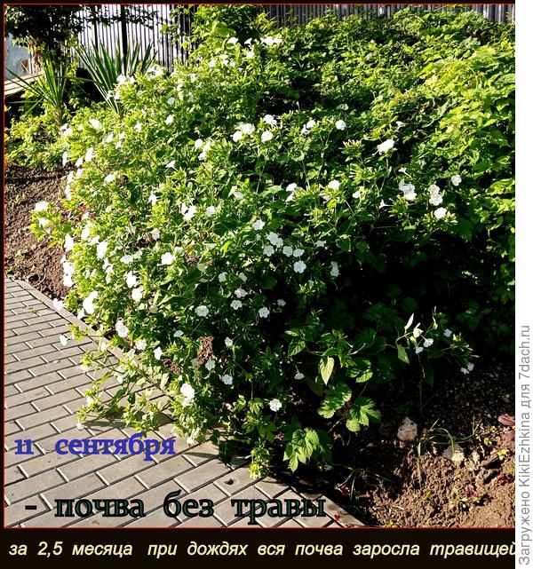 Как видите при нашем  тёплом  климате    остаётся актуальной и  поздне-осенняя прополка!