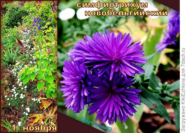 Вот как это выглядело в начале ноября... Теперь уже всё отцвело! Пора срезать!