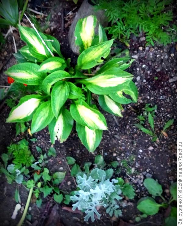 Хоста  моя  подаренная  мне, названия её  я не  знаю...