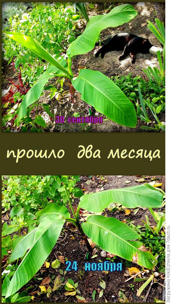 как можно заметить у нас теперь идёт листопад и постепенное увядание зеленей....