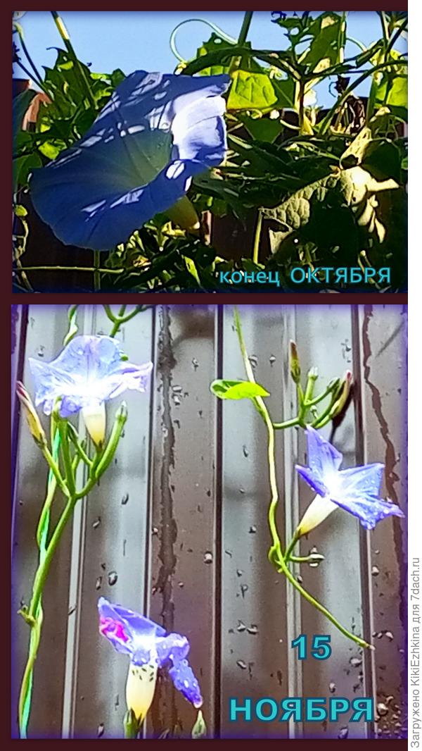 Самая  поздняя в  моём саду  Ипомея Небесно-голубая