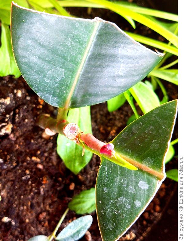 Вот  она  верхушка нашего фикуса  с выполненной  прищипкой, а  всё равно прирост идёт только вверх из одной почки пока что...