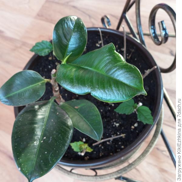 Как видите одну верхушку сняла, он снова выбросил одну верхнюю  почку роста... А как добиться боковых побегов?