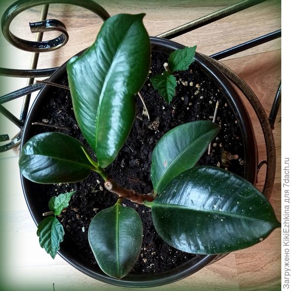 Вот он, самый  первый  из  наших  Фикусов ,  с  него я сняла  верхушку и продолжилась  наша  линия  размножения...