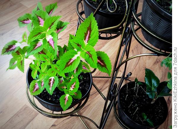 Если  решусь  на  повторное  отсечение головы, то  только тогда, когда из этой  р верхушки уже  можно будет  росточек сделать (корешки нарастить)...