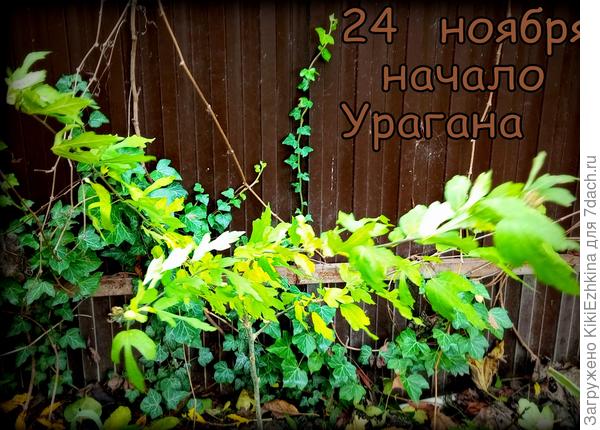 Все наши  ветры отлетели  вчера вместе со  &quot;Штормом  века&quot;...