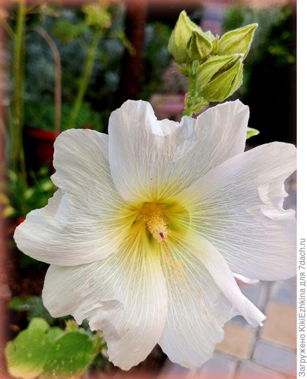 Белая  простушка - неведомо откуда  появившаяся, вроде бы таких семян я  и не сеяла...