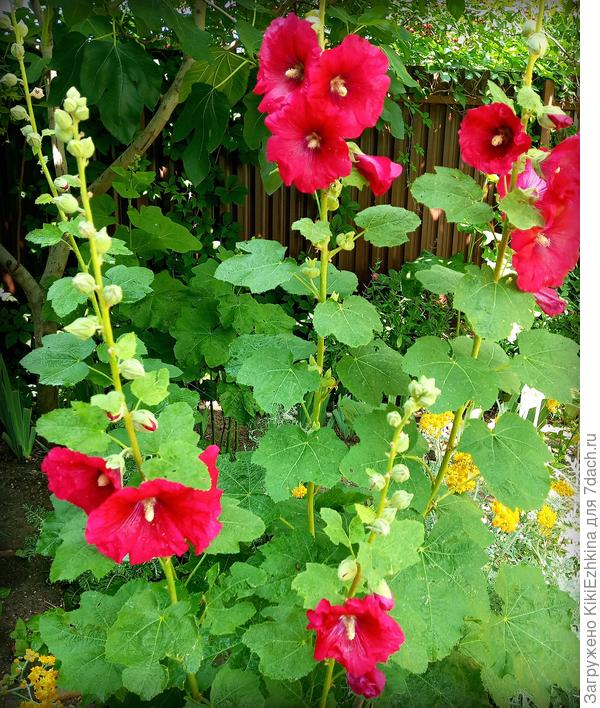 Эта   малиновая  шток-роза  выросла совершенно неожиданно там, где я сеяла  чёрные  шток-розы!