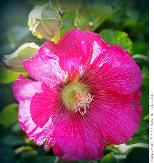 Эта  цвела  уже  второй  сезон...