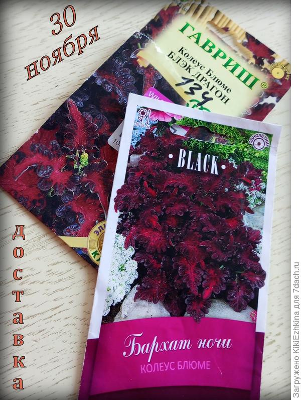 На газонах города нечто подобное видела, посмотрим,что вырастет у меня...