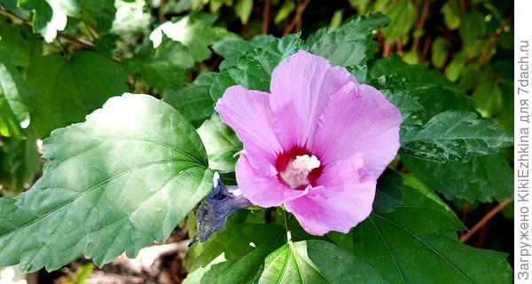 Гибискусы в это лето уже  многие начали  цвести... Их у меня по саду около 16 кустиков...