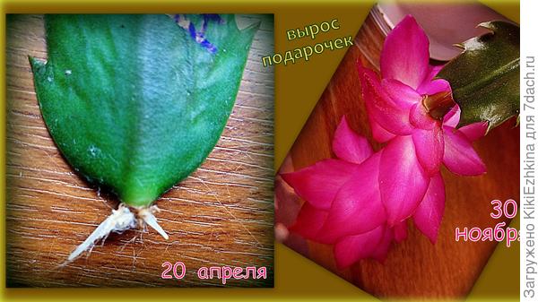 Первый  новичок  показал свою окраску...