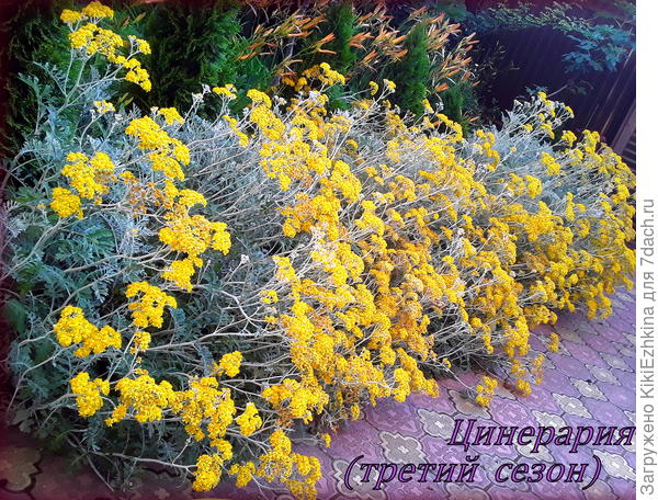 Разнесу  из этих семян   новые  ростки по всей  округе- кругом  будет у  меня  за оградой  Цинерария...